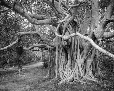Vintage Nature Photography