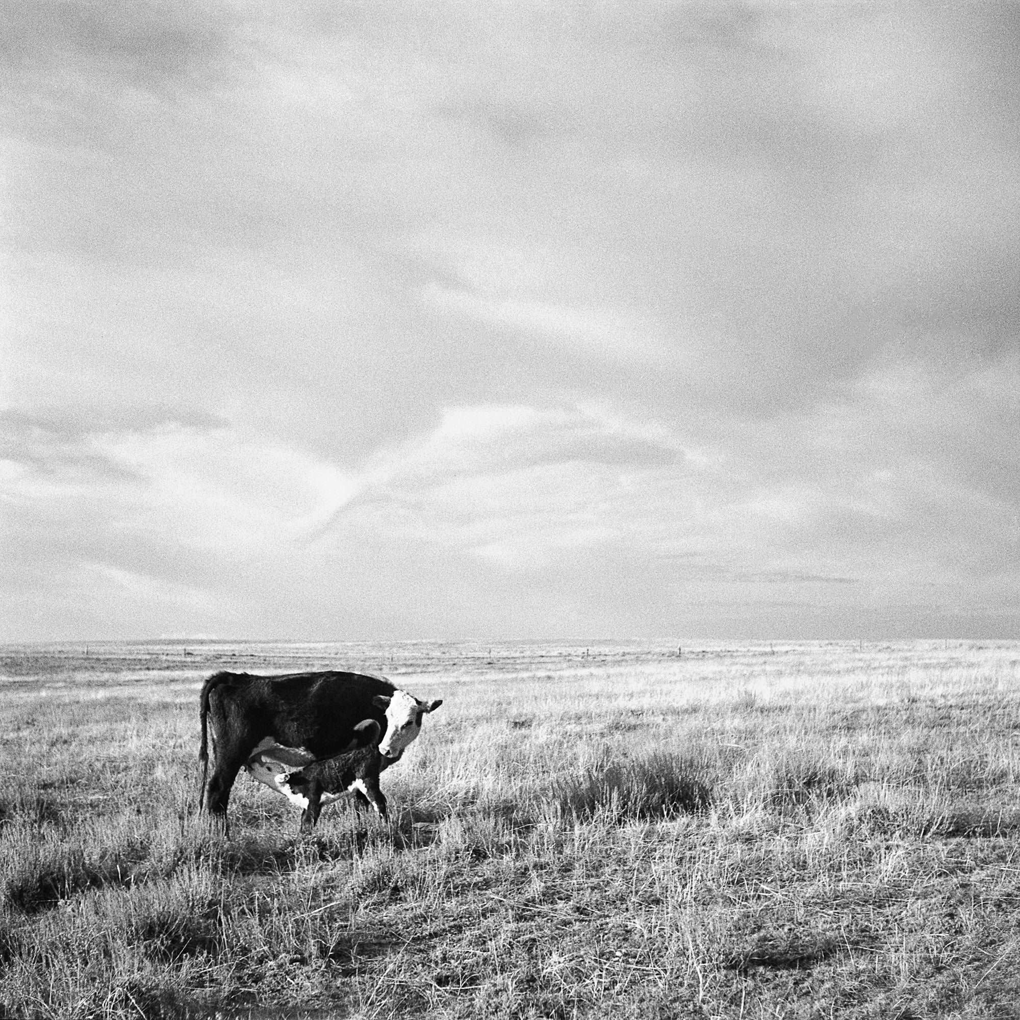 A vintage, black and white photograph of a cow and her calf grazing in Madras, Oregon