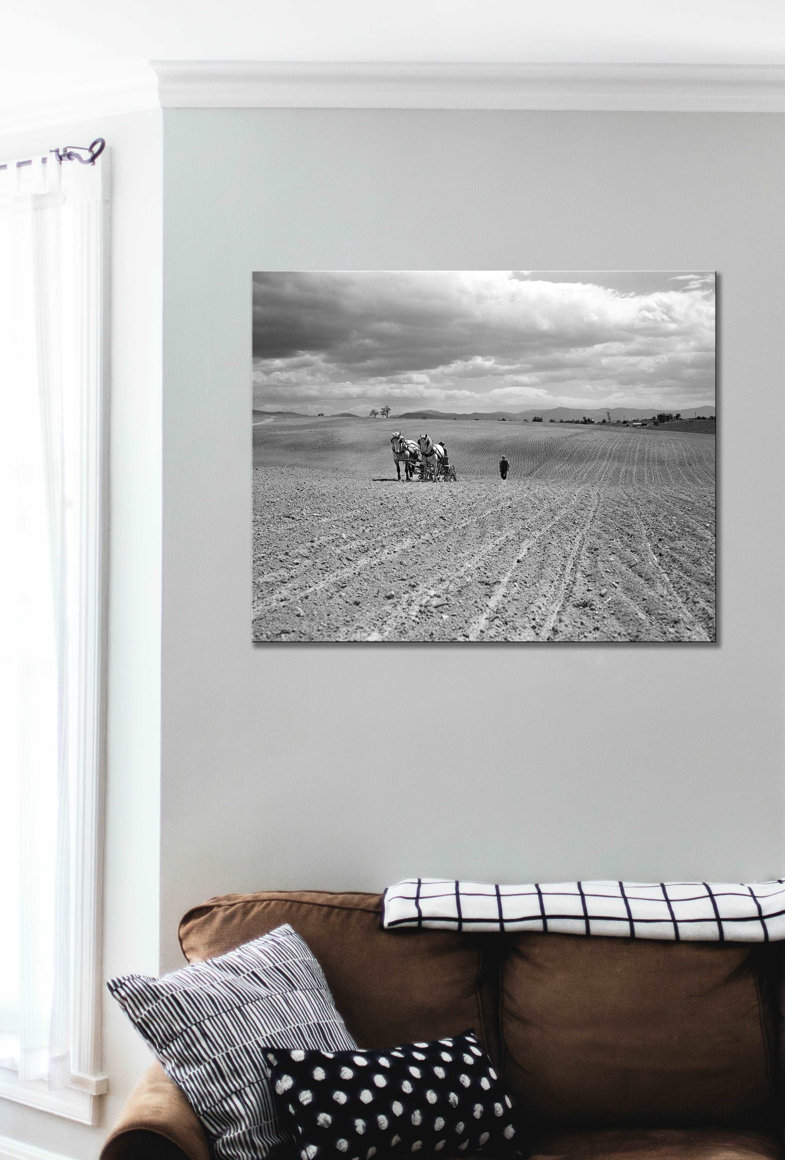 A canvas print hanging on a living room wall, featuring a vintage photograph of farming in Shenandoah Valley