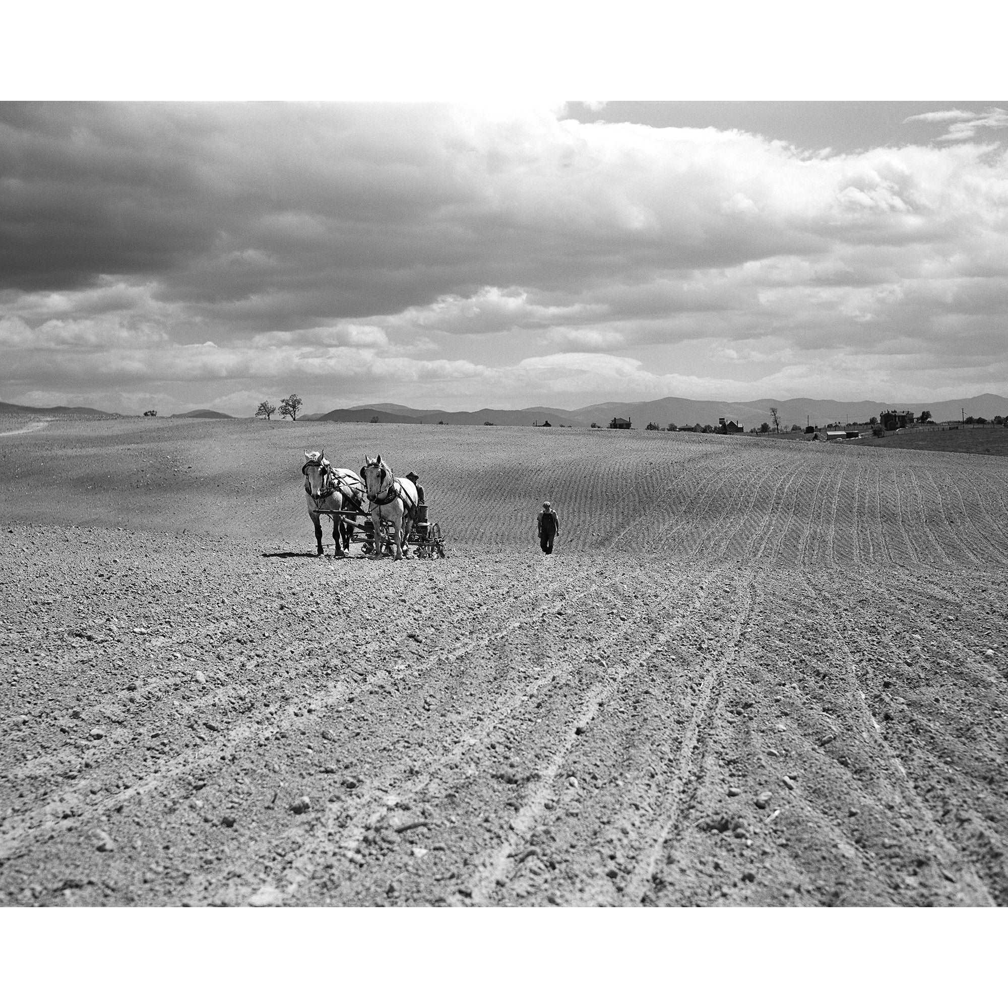A vintage photograph depicting a farmer with horses, planting corn in Shenandoah Valley