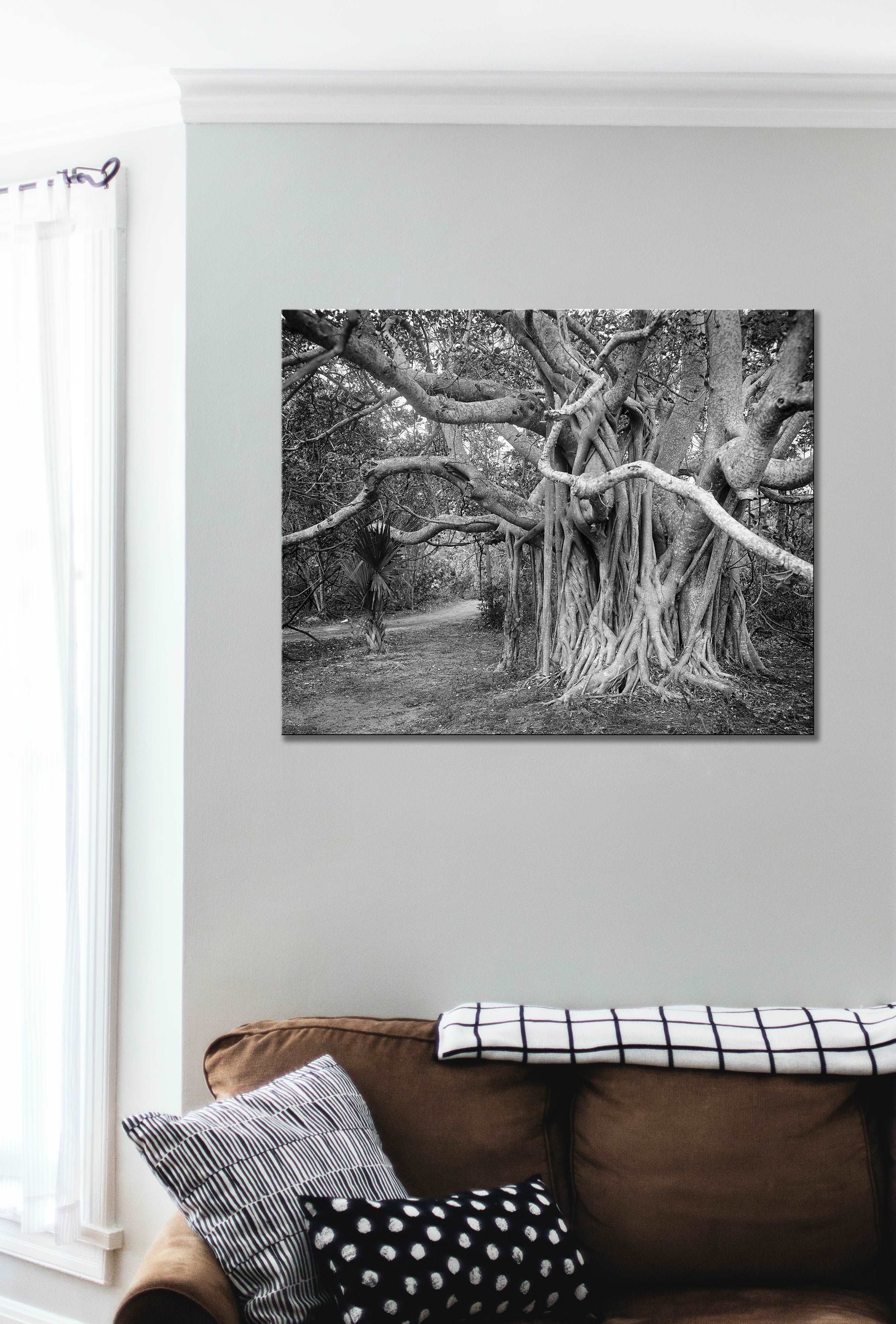 A living room with a canvas print of a vintage photograph of a Banyan Tree hanging on the wall