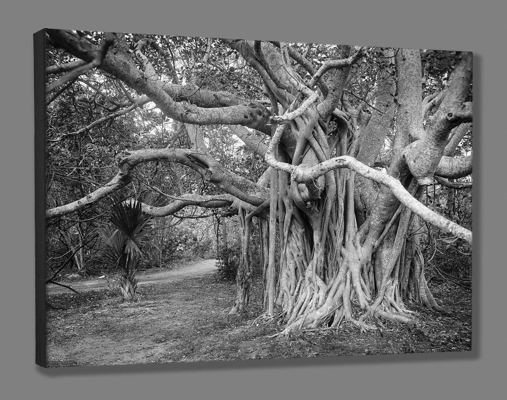 A fine art canvas print of a vintage photo of a Banyan Tree