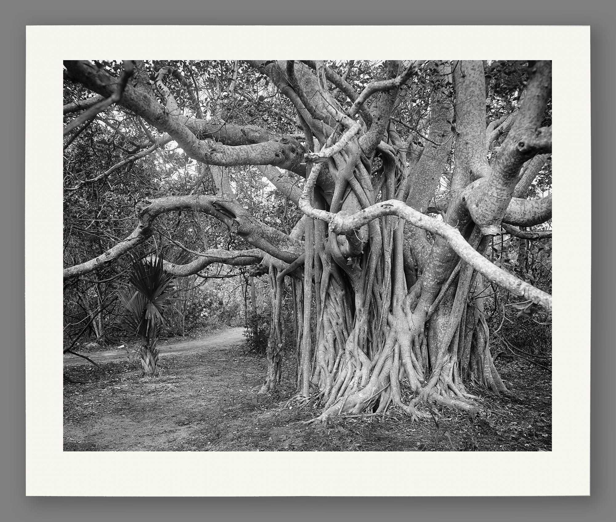 A mockup paper print of a black and white photo of a great banyan tree