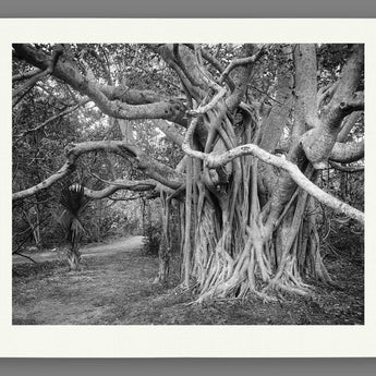 A mockup paper print of a black and white photo of a great banyan tree
