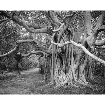 A vintage, black and white photograph of a Banyan Tree